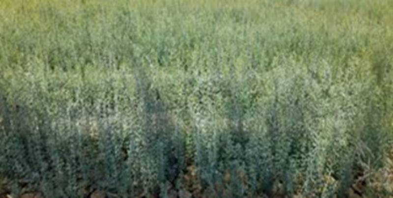 پویش «احیای هلیل تا جازموریان» در جنوب کرمان اجرا می‌شود